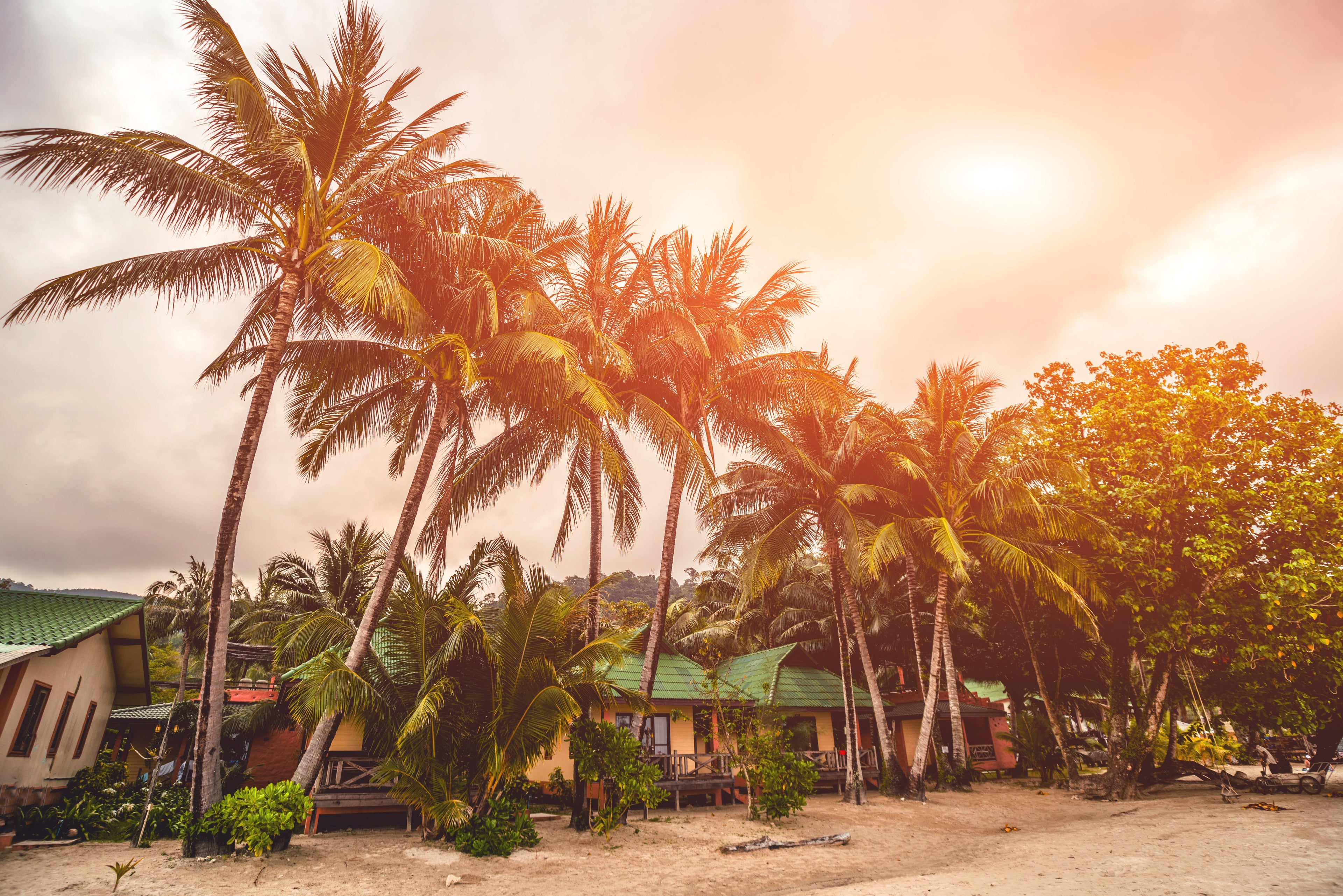 Bold. Rooted. Ayisyen 
Ayiti Chérie is rooted in that feeling—where modern style meets the spirit of where we come from.